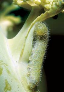 Top Organic Pest Control Products Image